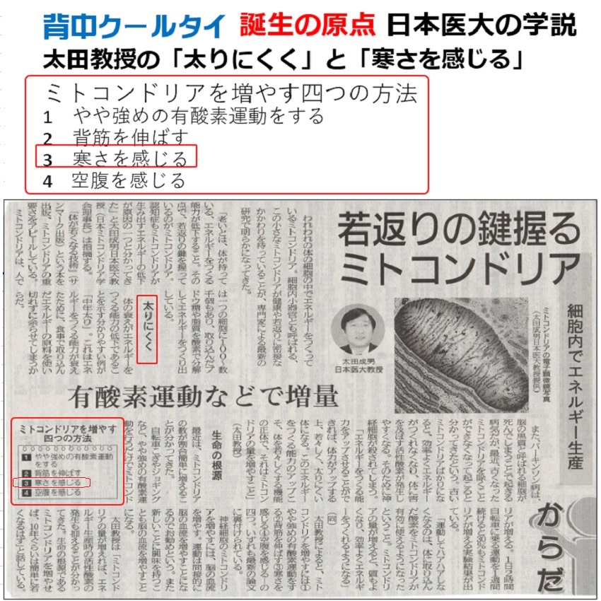 スタミナの鍵を握る「ミトコンドリア」とは？