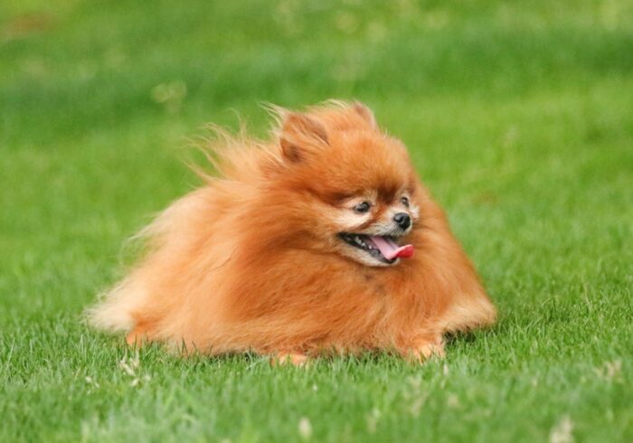 犬の散歩で痩せる！