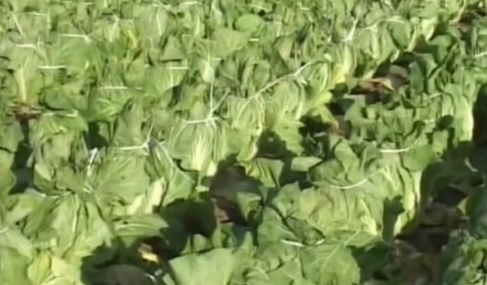 冬野菜が甘くなるように冬はダイエットの季節！