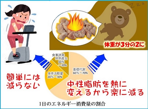【空気 ダイエット】で痩せる方法 熊の冬眠にもヒントが？