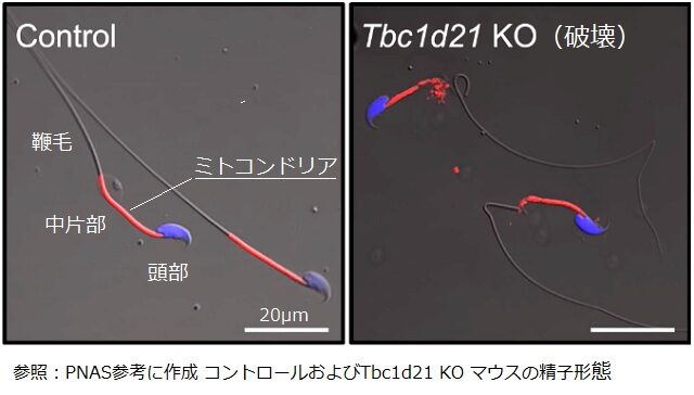 精子 ミトコンドリアControlと KO（破壊） 