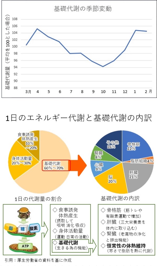 背中冷却すると2時間で有酸素運動40分と同じ効果