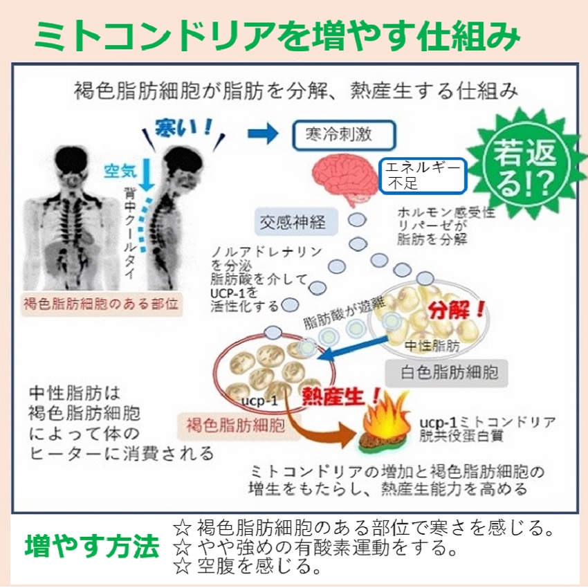 ミトコンドリアを活性化して増やす方法 その２