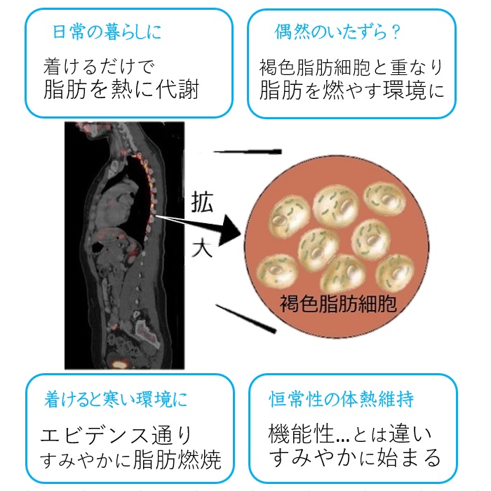 褐色脂肪細胞ダイエットってありうる？ありえない？