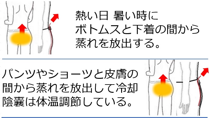 一年中使えるインナー・便利グッズ ムレダスとは