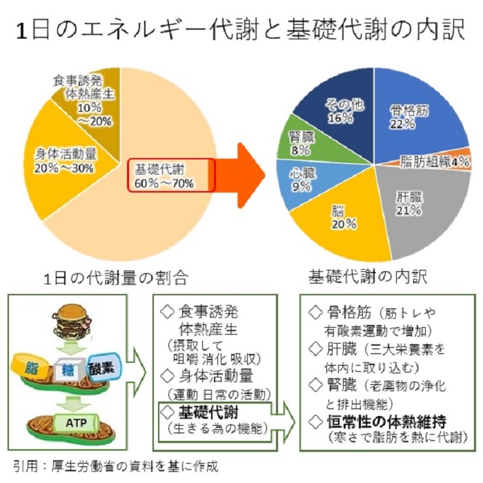 基礎代謝とは？
